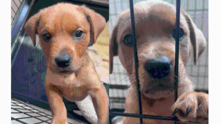 Puppies found dumped in Randolph woods
