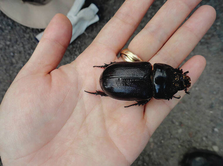 Ag board advances petition to protect Molokai from beetles