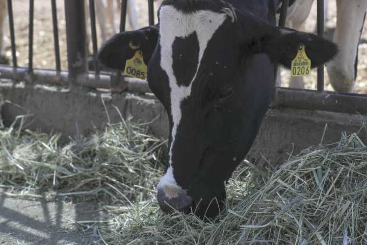 EEUU autoriza uso de emergencia de fármacos veterinarios contra el gusano barrenador