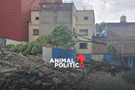 Talan a Eugenito en la Benito Juárez; vecinos denuncian inconsistencia en los permisos