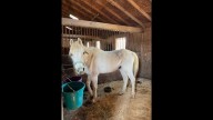 Horses rescued from Suffolk 'nightmare conditions' recovering, Virginia Beach rescue says