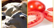 Tomate y ganado en la mesa: México y EU negocian exportaciones