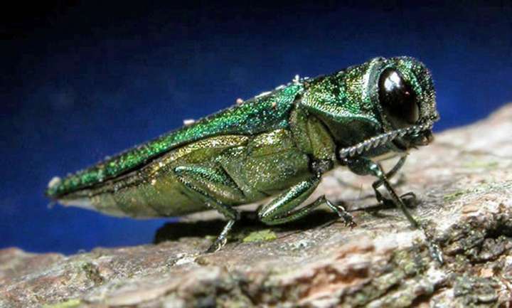 Emerald ash borer prompts city tree removal in Aurora. More to come, officials say