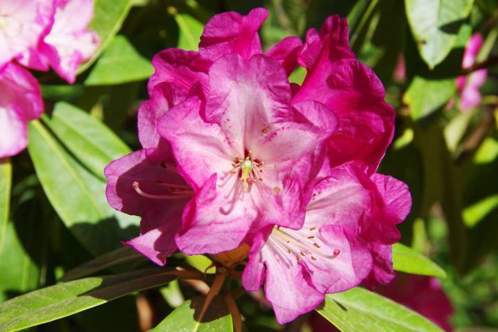 7 Plants You Should Never Prune in the Summer