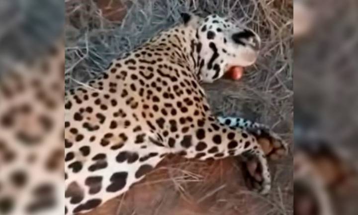 Destacan que la condena a los cazadores “es un salto de calidad en la búsqueda de justicia ante la matanza del yaguareté”
