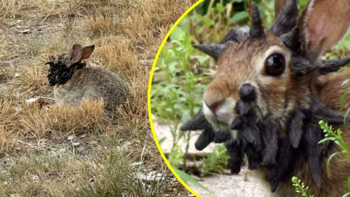 Avistan conejos con "tentáculos": El extraño virus que causa preocupación en Estados Unidos