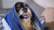 What you need to know if your dog bites someone