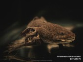 Censo revela posible disminución de axolotes en vida silvestre, pero los esfuerzos de restauración ofrecen esperanza