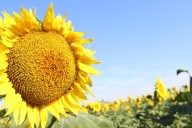 Sunflowers are a bright spot for ag in 2025, as well as on the landscape