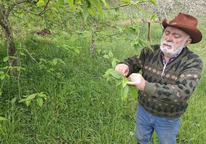 Mil castaños y un sueño para Villaviciosa