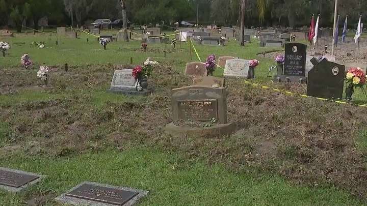 Wild hogs damage Flagler Palm Cemetery
