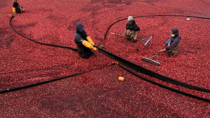 Cranberry bogs, which give a Thanksgiving staple, are being given a second life as vibrant wetlands