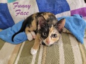 Cinderella Pet Rescue: Smitten with kittens