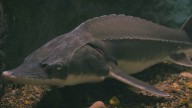 Meet the ancient lake sturgeon, a living fossil at Shedd Aquarium