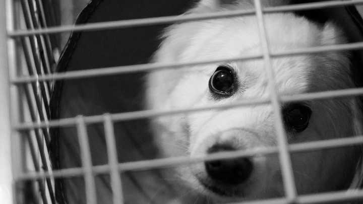 Adopt a new friend at 2025 'Clear the Shelters' event in Palm Springs