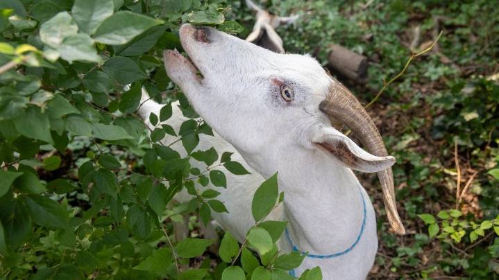Goats munch on invasive species at Sands Point Preserve