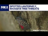 Spotted lanternfly, invasive tree threaten Michigan agriculture