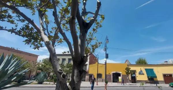 Fotos | Sentencian a varios árboles de Aranzazú a severa poda