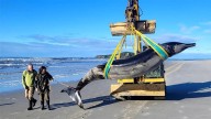 Esta es la ballena más rara del mundo: nadie la ha visto jamás viva