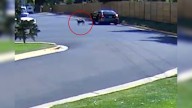 Rescuer From Colorado Was Sad After Realizing What This Dog Went Through After Watching Camera Footage