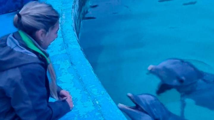 Ambiente de la Nación participó del traslado de lobos marinos y verificó el estado de delfines en el Aquarium de Mar del Plata