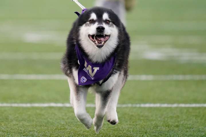 Where to watch Washington vs Colorado State college football streaming free: Start time, odds