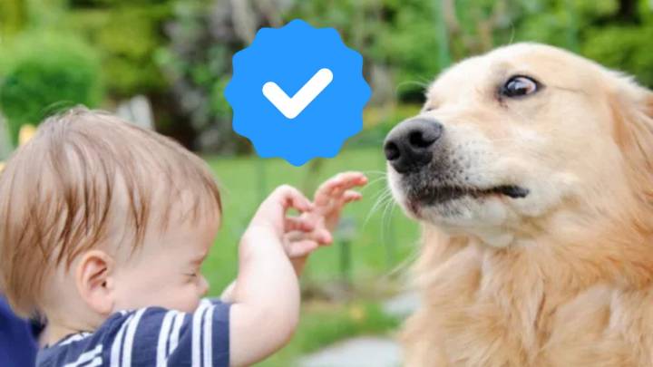 Criadora de cachorros responde la manera segura para que un niño acaricie a un perro