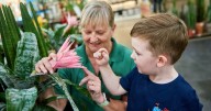Free September gardening workshops for all ages at Dobbies Sandyholm