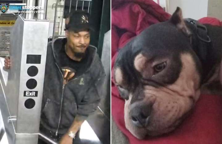 Man steals American Bully dog from sleeping subway rider in Bronx