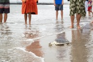 Endangered rescued sea turtle released back