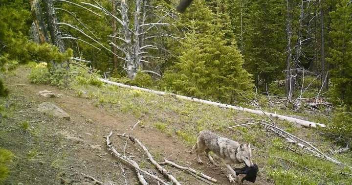 Yellowstone-area wolves observed moving pups to follow elk — upending scientific assumptions