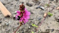 To bee or not to bee: Comox’s path to pollinator protection