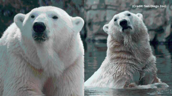 Beloved San Diego Zoo polar bear 'Kalluk' dies at 24