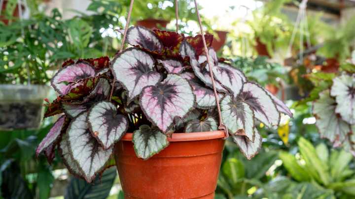 Propagate Gorgeous Begonia In Water For A Garden Full Of Color, Here's How