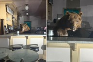 Massive bear raids Lake Tahoe ice cream parlor -- and went wild for this particular flavor