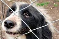 Caso de maltrato animal en Concordia: un hombre fue denunciado por golpear a su perro