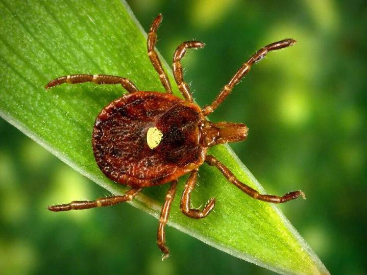Tick-borne meat allergies on the rise and impacting a wildlife rehab in Bowling Green