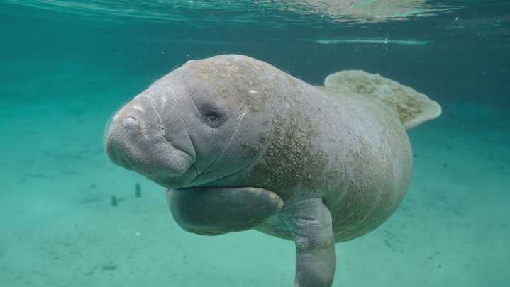 Manatees don’t belong in New England waters