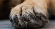 These colleges are welcoming pets in dorms to reduce students' stress and anxiety