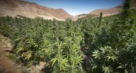 Chincha: Policía descubre y destruye más de una hectárea con plantaciones de marihuana