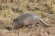 Armadillos in Indiana are moving north toward Michigan, new study shows