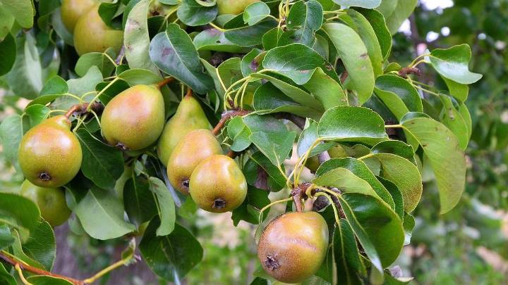 Cómo cultivar un árbol de peras para obtener frutos deliciosos en tu propio jardín