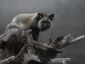 Kingston photographer is honoured by national photo contest