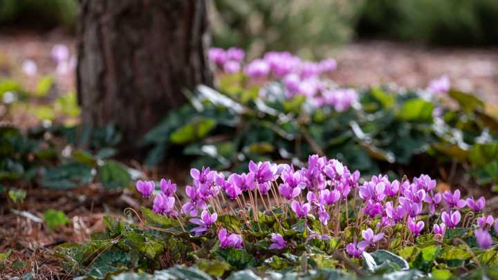 14 Ground Covers You Should Plant In Late Summer For Beautiful Fall Color