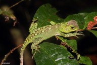 Strategies against deforestation across the Amazon Basin