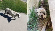 California Rescuers Were Stunned After Finding A Dog In Someone’s Yard Only To Realize She Had More Surprises