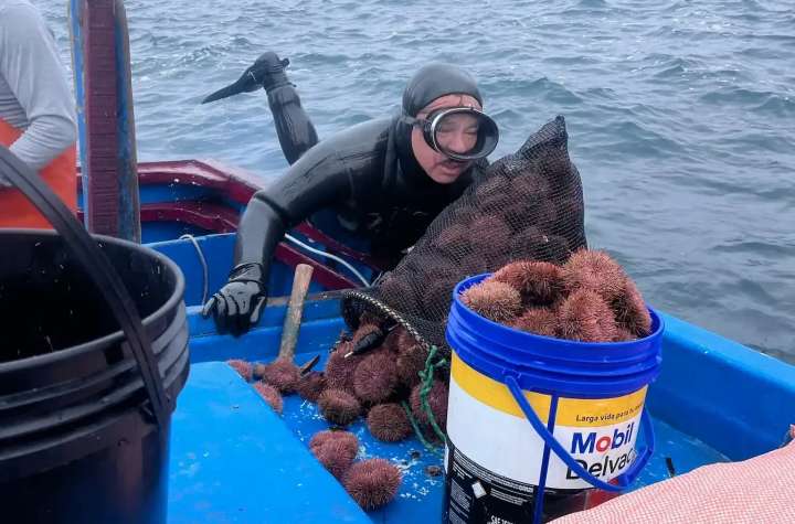 Erizo rojo vuelve a prosperar tras esfuerzo colectivo de más de 150 pescadores artesanales