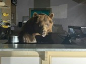 GOT THE SCOOP: Bear takes over California ice cream shop