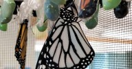 For one Waterbury monarch, white is the new orange