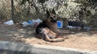 Left To Fade Away In California, A Lonely Dog Waited Under A Tree Until Hope Finally Came